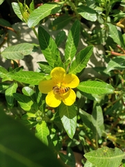 Apis mellifera