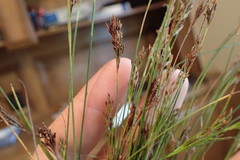 Rhynchospora rariflora