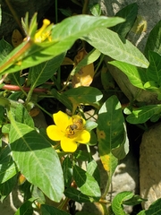 Apis mellifera