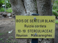 Ruizia cordata