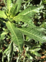 Ludwigia