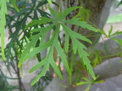 Ruizia cordata