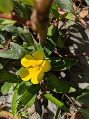 Ludwigia