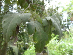 Ruizia cordata