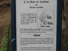 Ruizia cordata