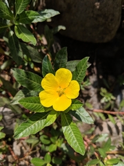 Ludwigia