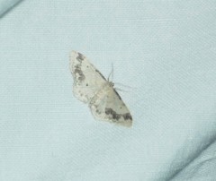Idaea trigeminata