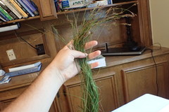 Rhynchospora rariflora