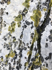 Polycauliona verruculifera