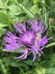 Centaurea oxylepis