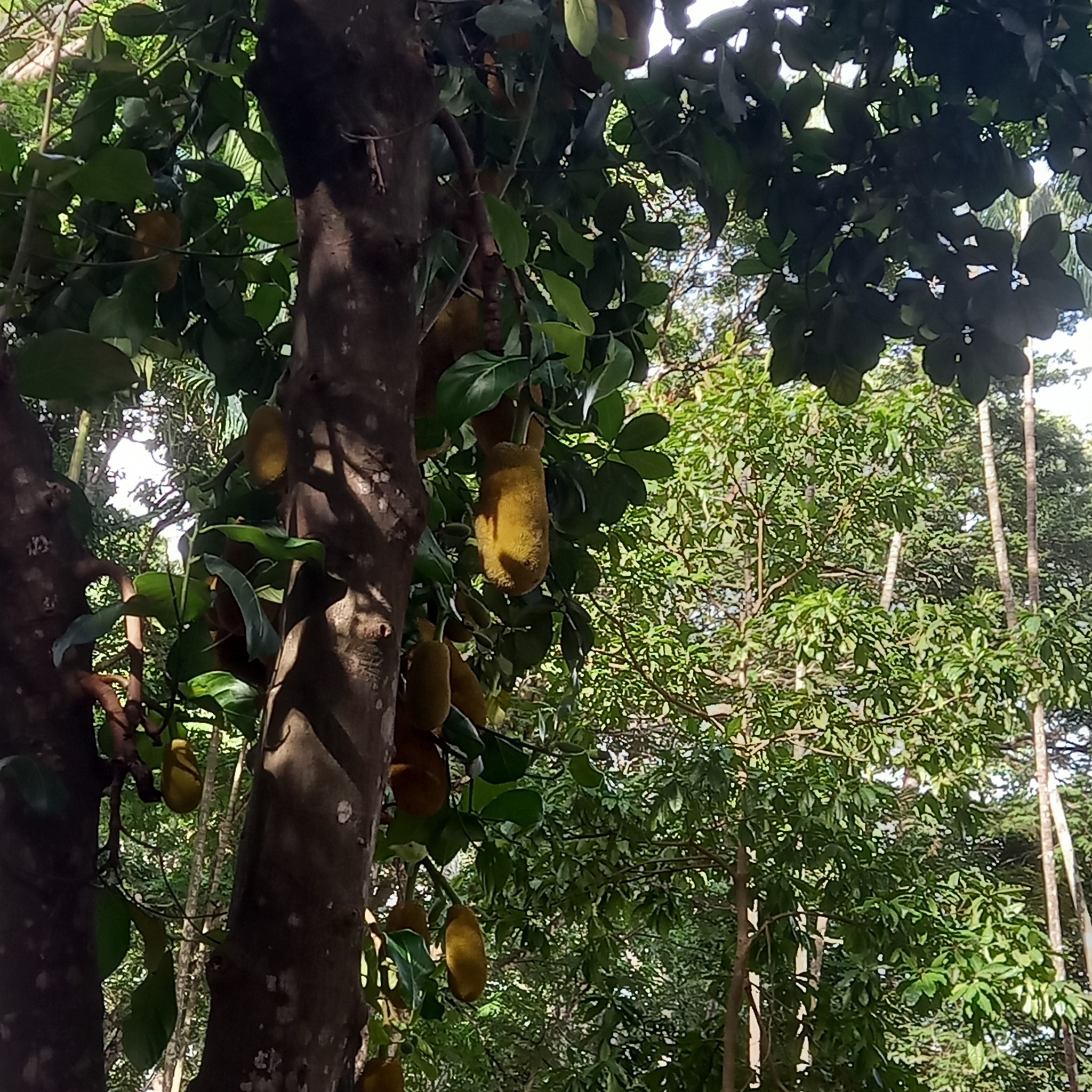 Artocarpus heterophyllus