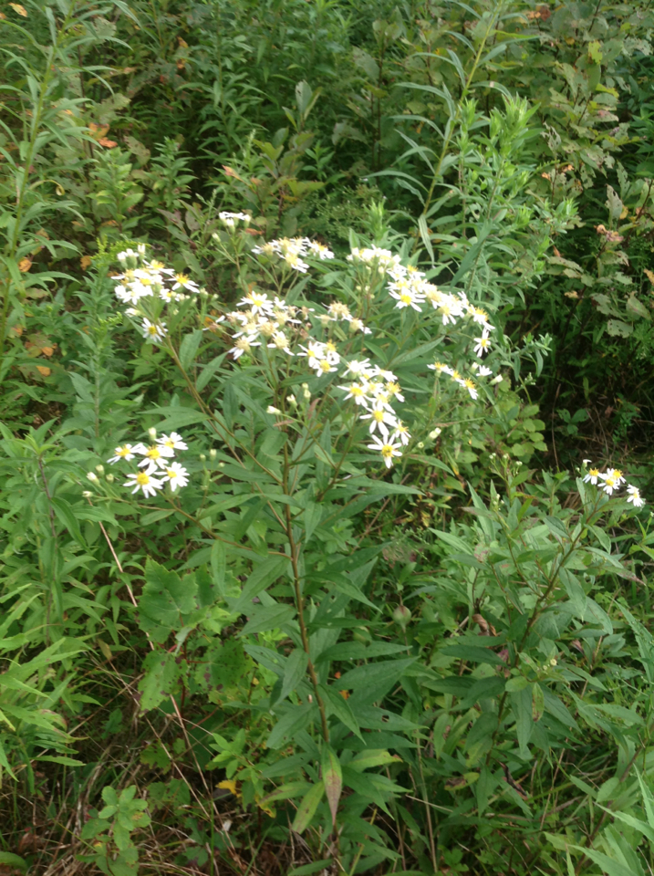 Doellingeria umbellata var. umbellata