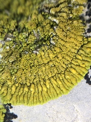 Polycauliona verruculifera