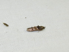 Stilbosis tesquella
