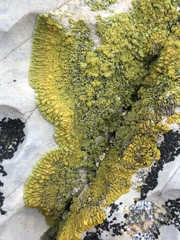 Polycauliona verruculifera