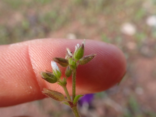 European chickweed (Cerastium pumilum)