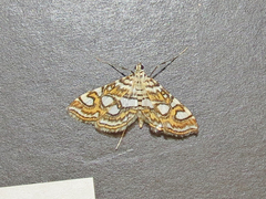 Elophila ekthlipsis