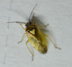 Orthops scutellatus