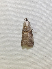 Acrobasis juglandis