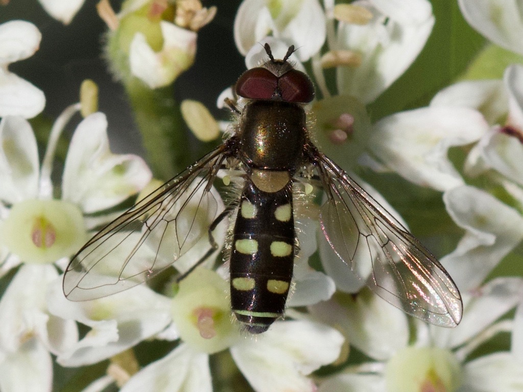 Melangyna labiatarum