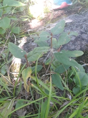 Shepherdia canadensis