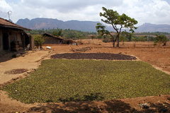 Terminalia bellirica