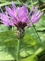 Centaurea oxylepis