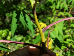 Rhus × borealis