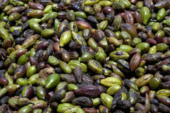 Terminalia bellirica