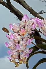 Aerides crispa