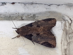 Ercheia
