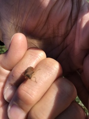 Pentatomidae