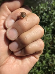 Pentatomidae