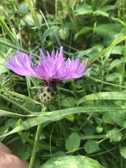 Centaurea oxylepis