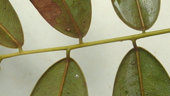 Machaerium condensatum