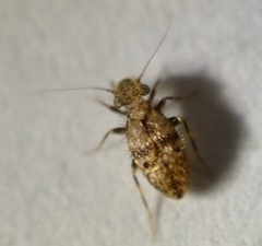 Pteroxanium kelloggi