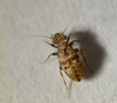 Pteroxanium kelloggi