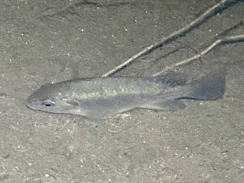 Oreochromis shiranus