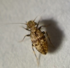 Pteroxanium kelloggi