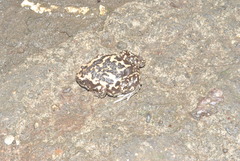 Uperodon systoma