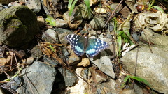 Lexias satrapes