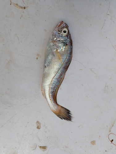 Lesser tigertooth croaker (Otolithes cuvieri) — Sciaenidae — 3