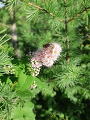 Eristalis cryptarum