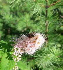 Eristalis cryptarum