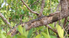 Varanus salvator salvator