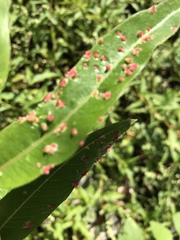 Aculus tetanothrix