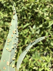 Aculus tetanothrix