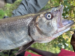 Lake Salmon photo 2