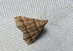 Phalaenophana pyramusalis