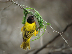 Ploceus jacksoni